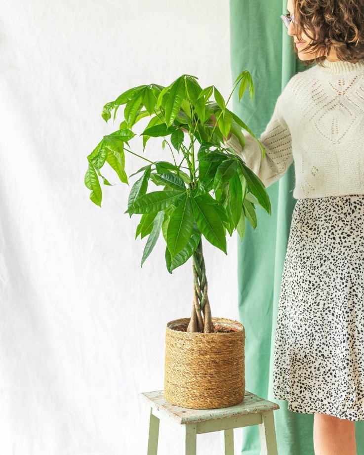 Pachira tronc tressé