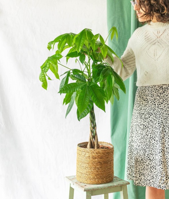 Pachira tronc tressé