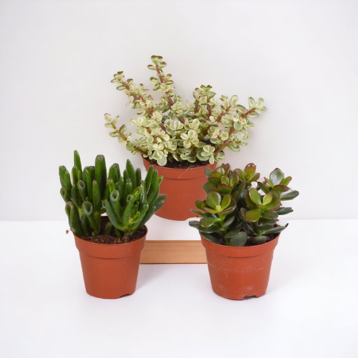 Coffret crassula - Lot de 3 plantes, h18cm - box cadeau mini succulente
