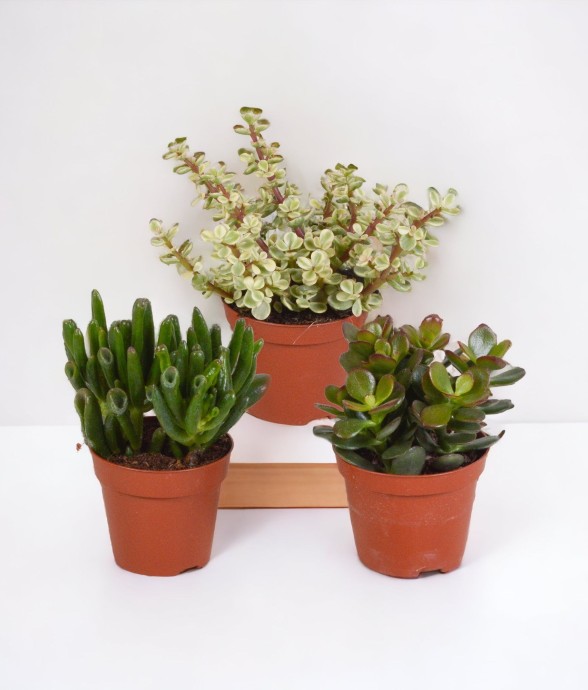 Coffret crassula - Lot de 3...
