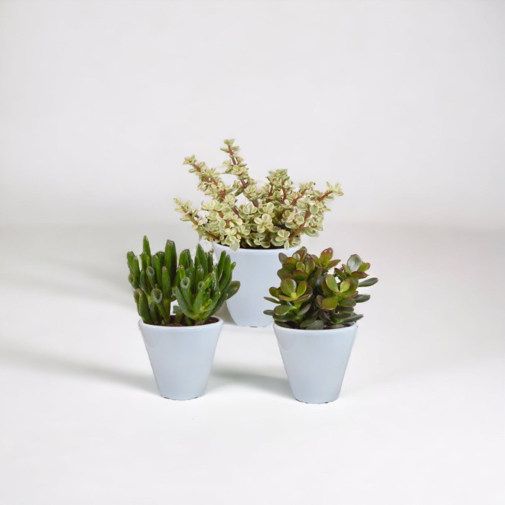 Coffret crassula et ses caches-pots blancs - Lot de 3 plantes, h18cm