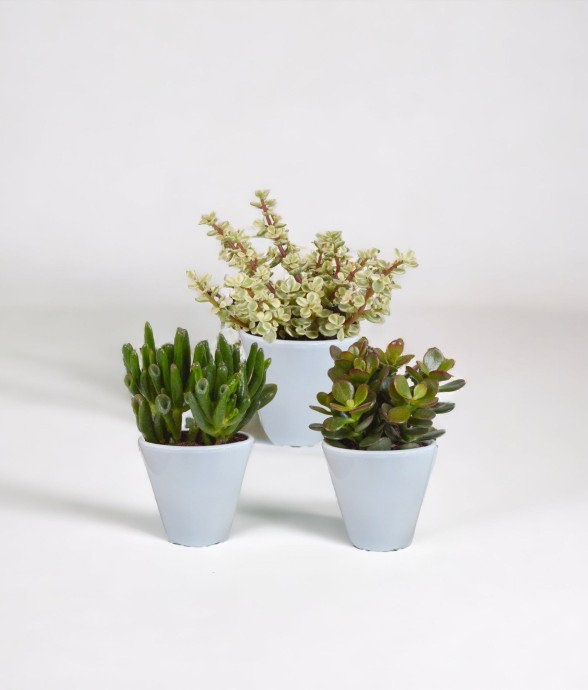 Coffret crassula et ses...