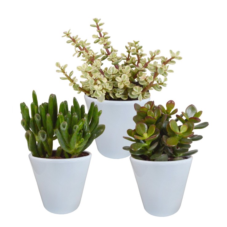 Coffret crassula et ses caches-pots blancs - Lot de 3 plantes, h18cm
