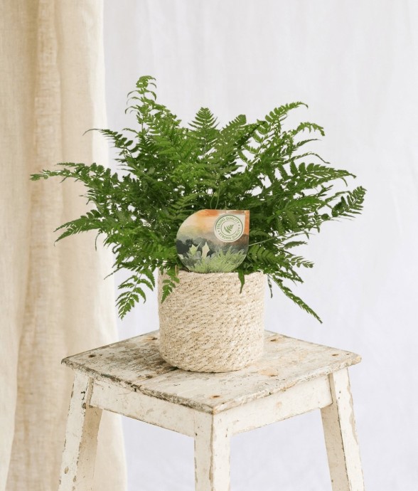 Polystichum Tsussimense