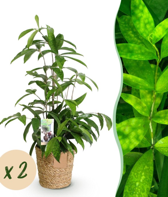 Dracaena surculosa – Lot de...