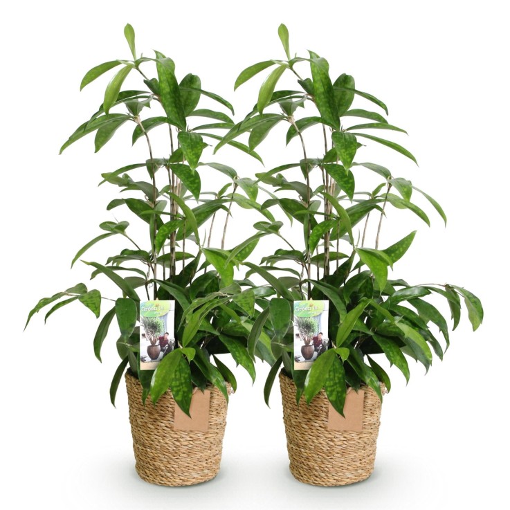 Dracaena surculosa – Lot de 2 – Pot 17 cm – Hauteur 60-70 cm