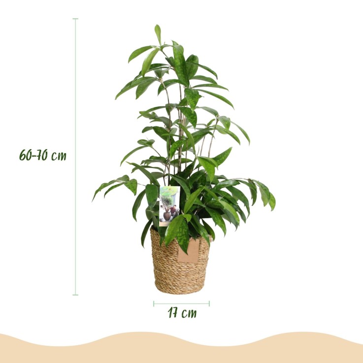 Dracaena surculosa – Lot de 2 – Pot 17 cm – Hauteur 60-70 cm