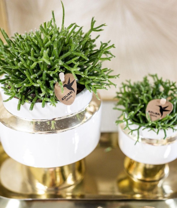 Duo Rhipsalis et leurs...