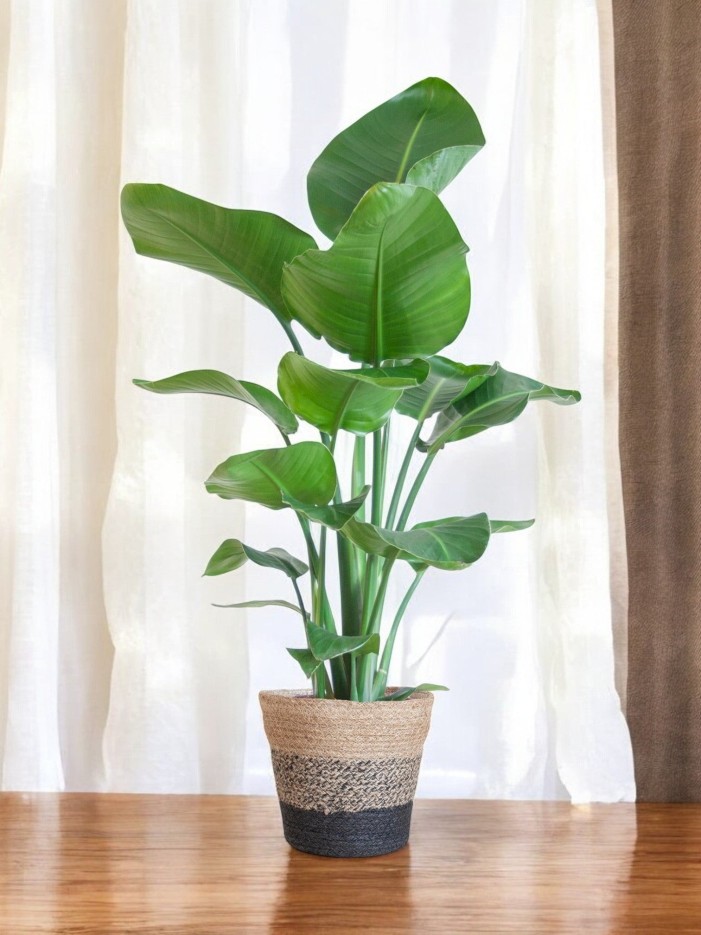 Strelitzia Nicolai et son pot -  Panier Marron Clair