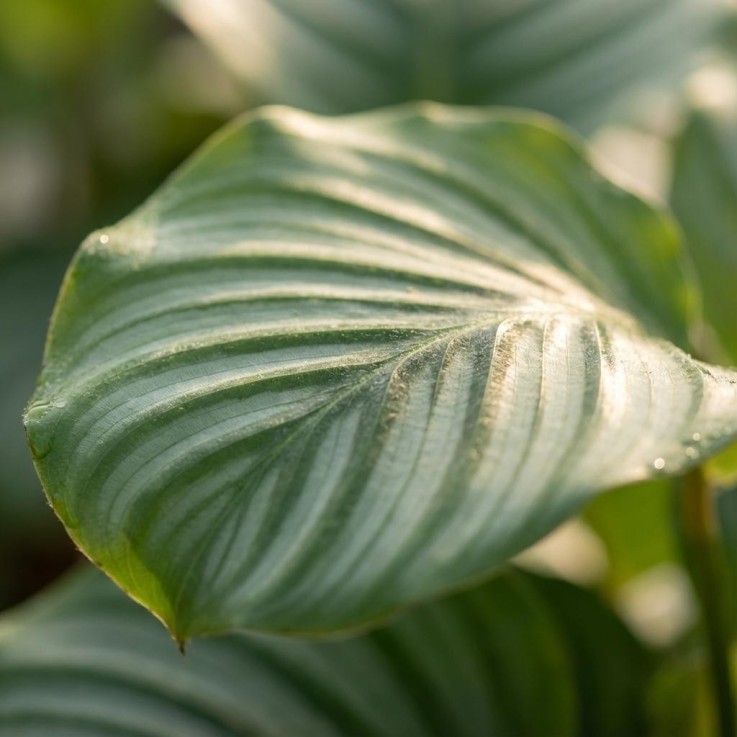 Calathea Orbifolia