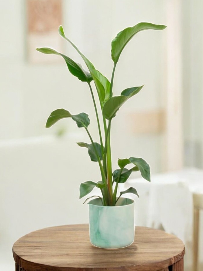 Strelitzia Nicolai 100cm et son pot -  Bleu 22cm