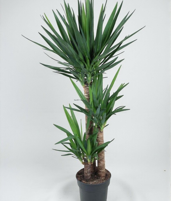 Yucca pied d'éléphant