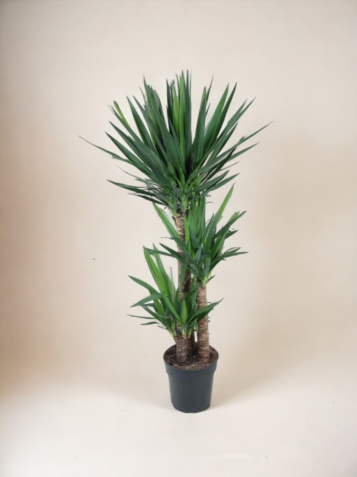 Yucca pied d'éléphant