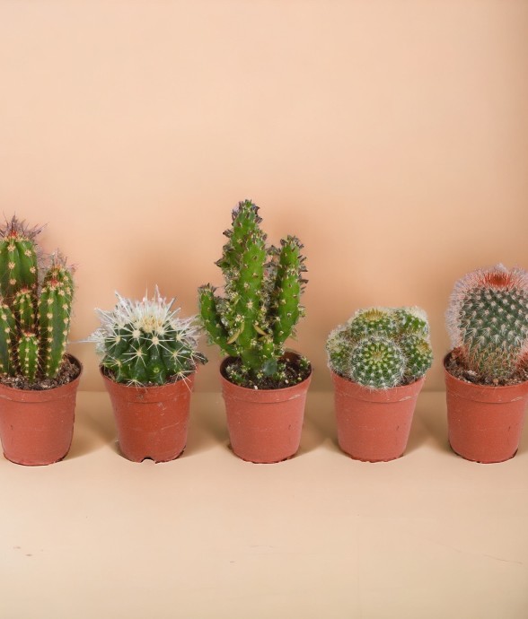 Coffret de Cactus &...