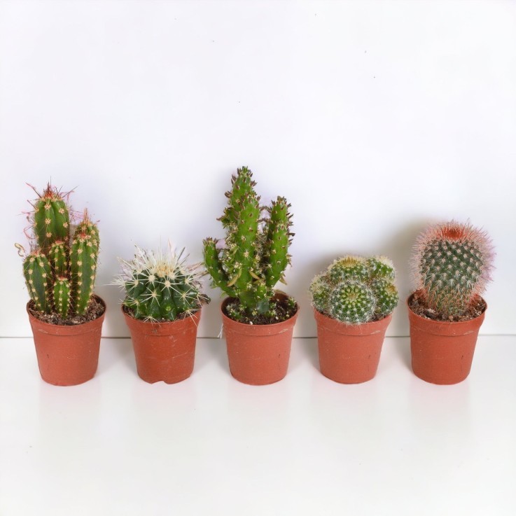 Coffret de Cactus & Succulentes -  3 Cactus - Diamètre 11cm Hauteur 23cm