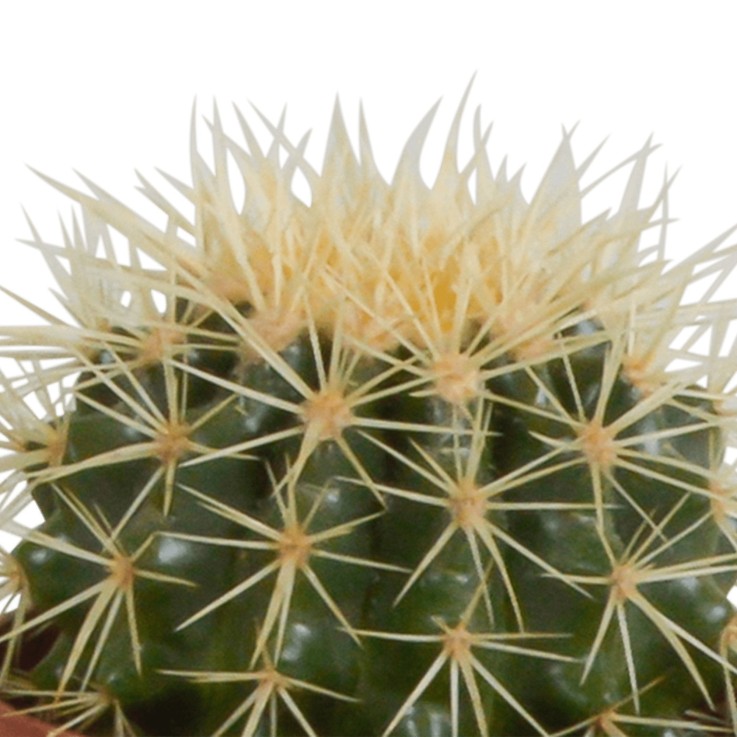 Coffret de Cactus & Succulentes -  3 Cactus - Diamètre 11cm Hauteur 23cm