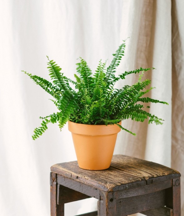 Fougère de Boston
