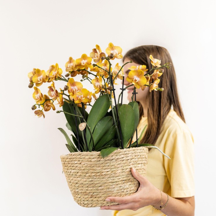 Panier en osier avec 3 orchidées orange et réservoir d'eau intégré