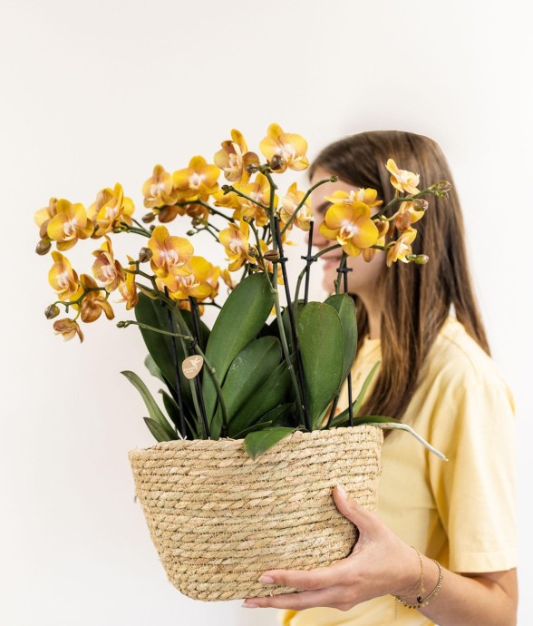 Panier en osier avec 3...