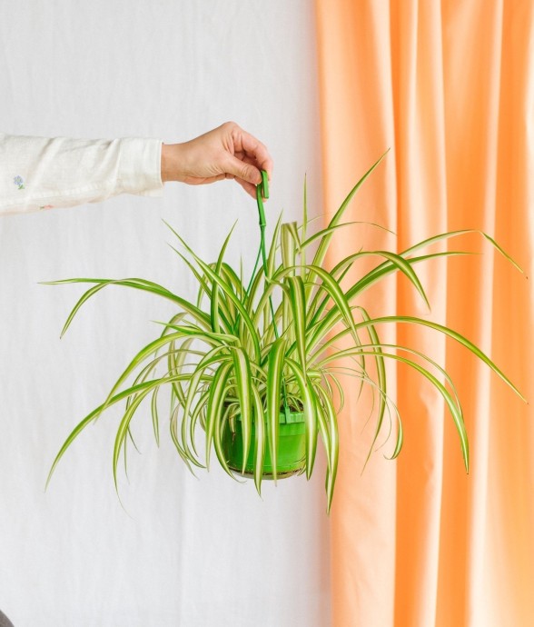 Chlorophytum variegata