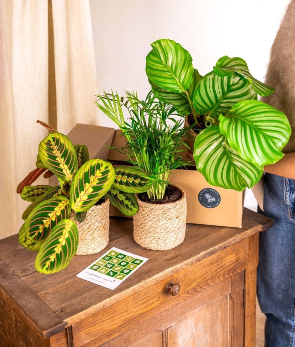 Coffret Plantes Pets...