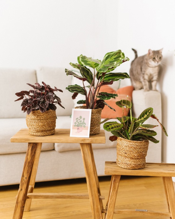 Coffret Plantes Pets Friendly -  Box 3 plantes