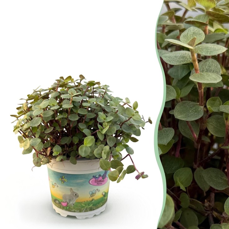 Calissia repens -  1