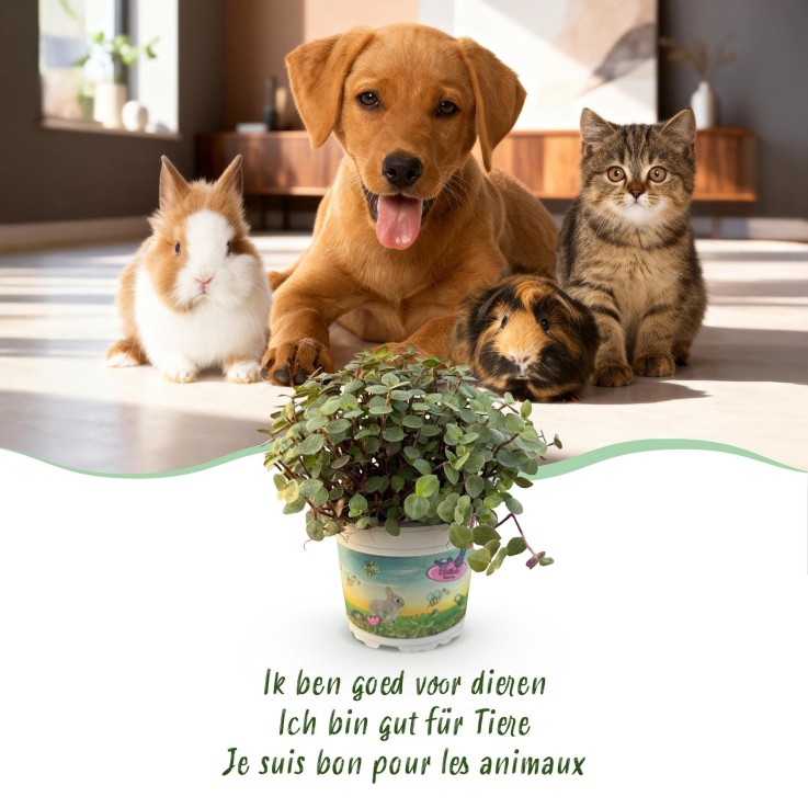 Calissia repens -  1