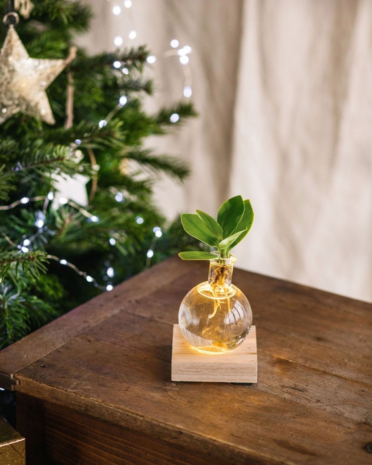 Clusia en hydroculture socle lumineux