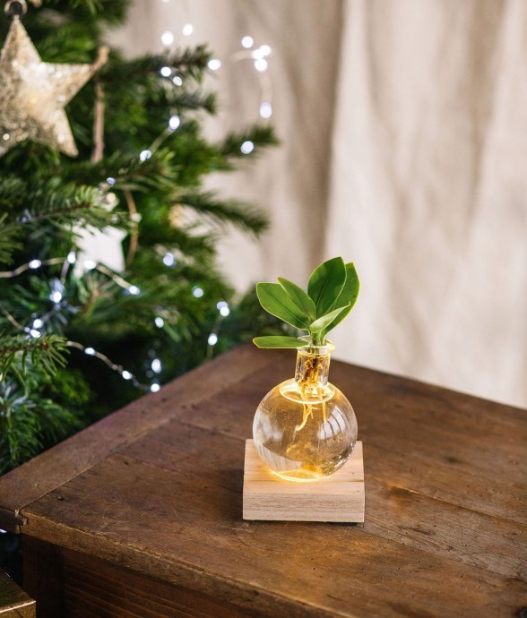 Clusia en hydroculture...