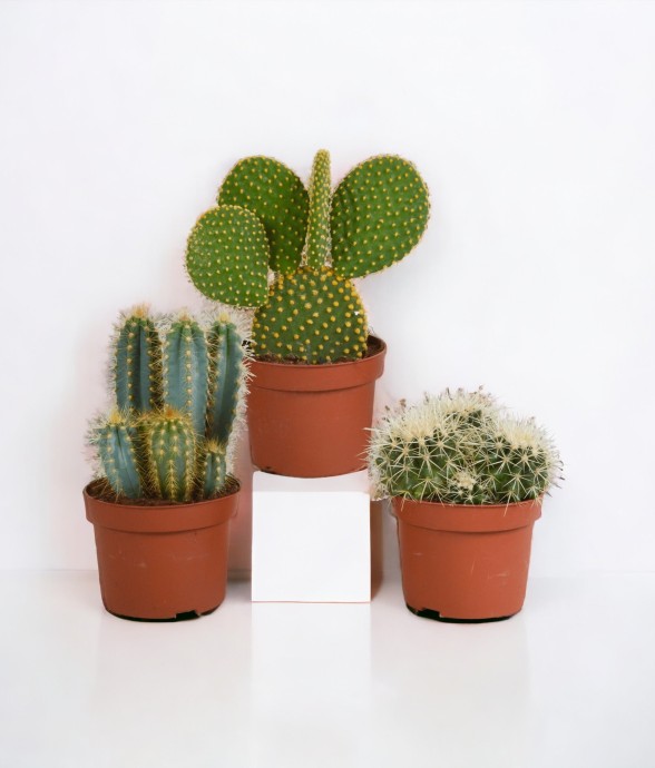 Cactus, box de 3 plantes h27cm