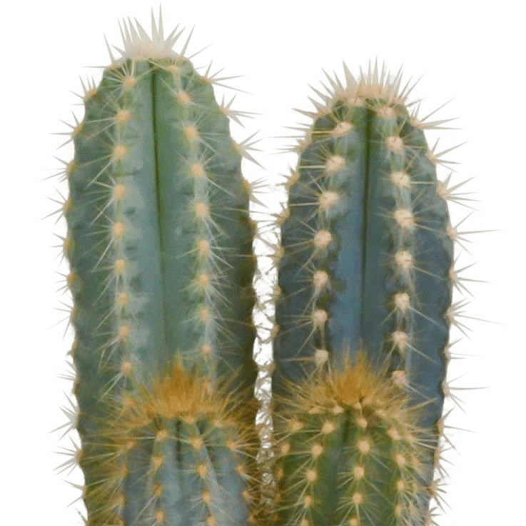 Cactus, box de 3 plantes h27cm