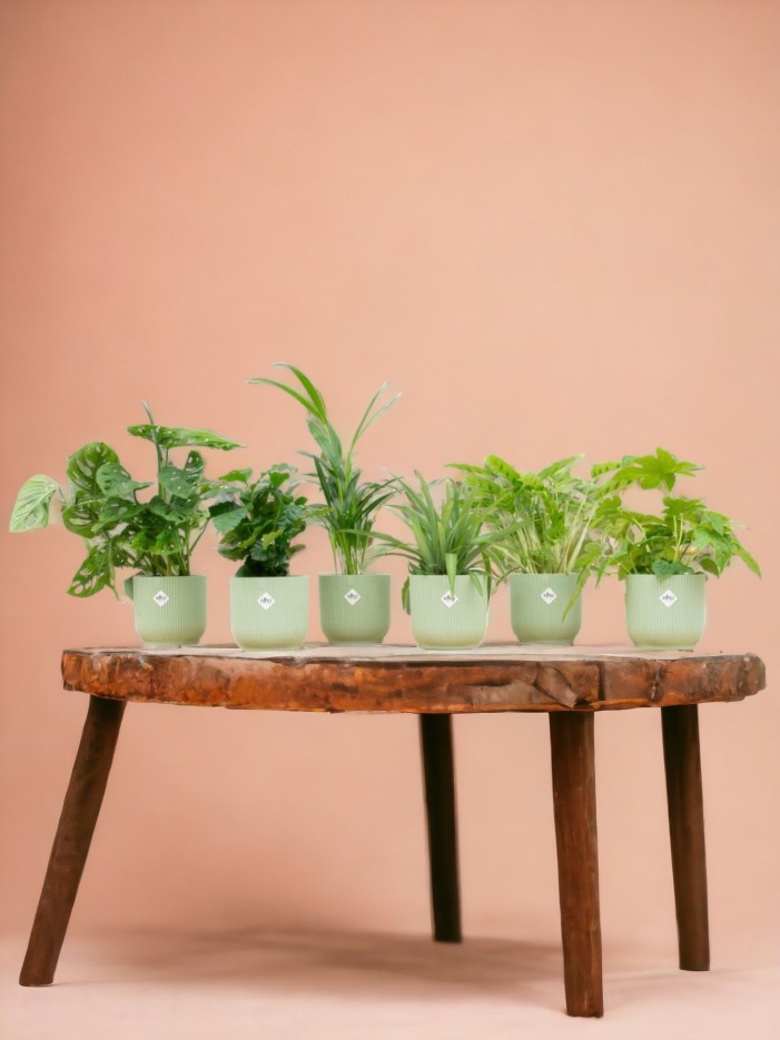 Coffret - 6 plantes + Pot -  Vert