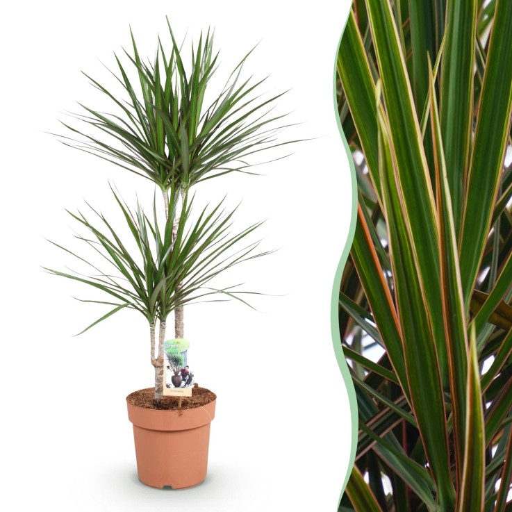 Dracaena Marginata