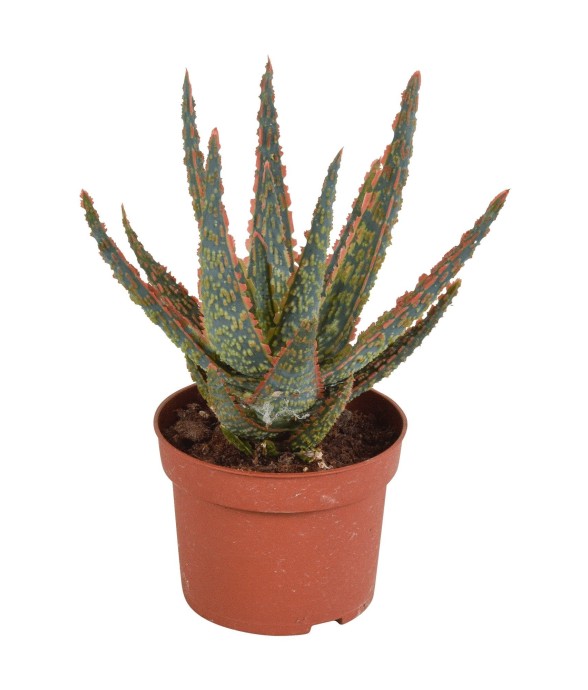 Aloe Zebrina