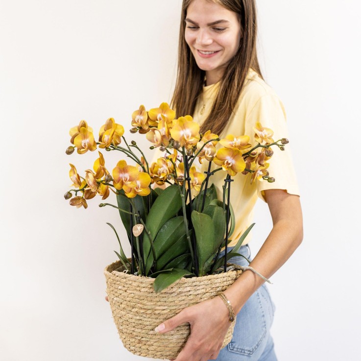 Orchidées orange en panier coton avec réservoir d'eau