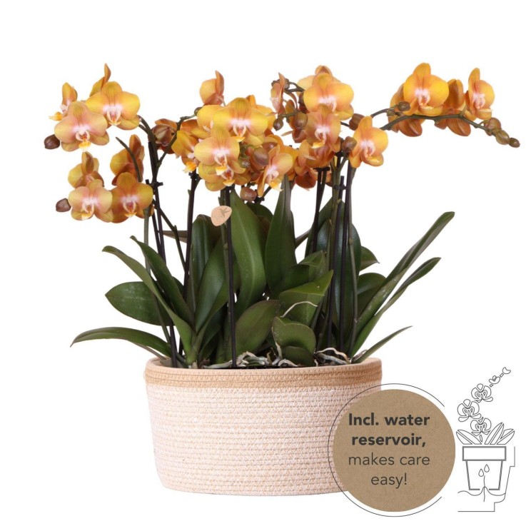 Orchidées orange en panier coton avec réservoir d'eau