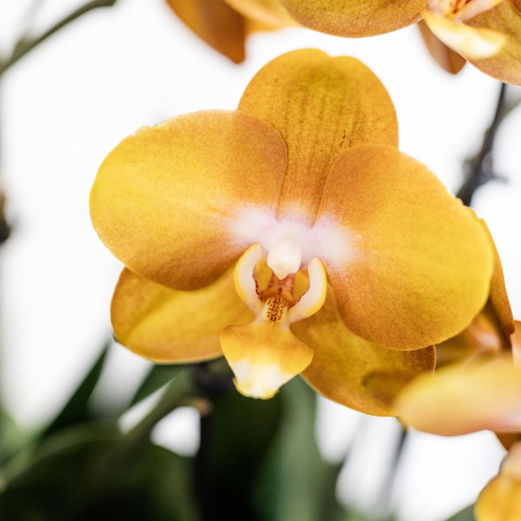 Orchidées orange en panier coton avec réservoir d'eau