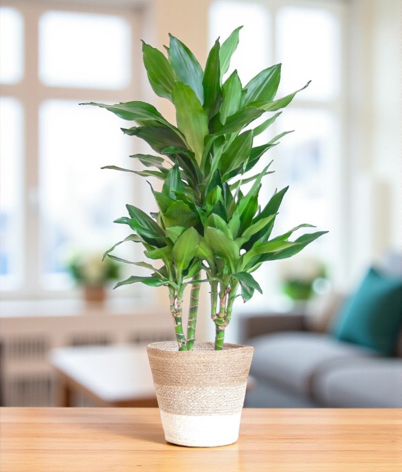 Dracaena Janet Lindt et son...