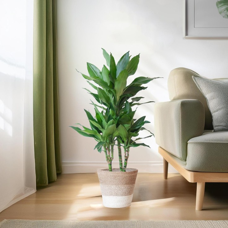 Dracaena Janet Lindt et son pot -  Panier naturel