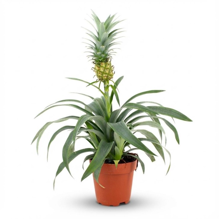 Plante ananas -  2
