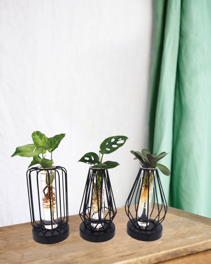 Trio de plantes en hydroculture - lanterne et socle noire avec Led