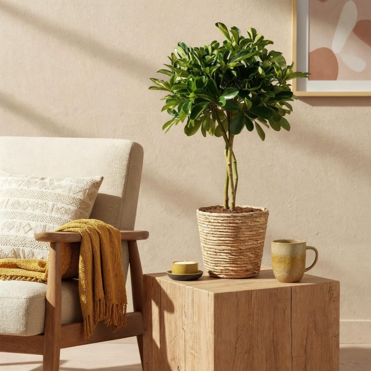 Schefflera Gold Capelle
