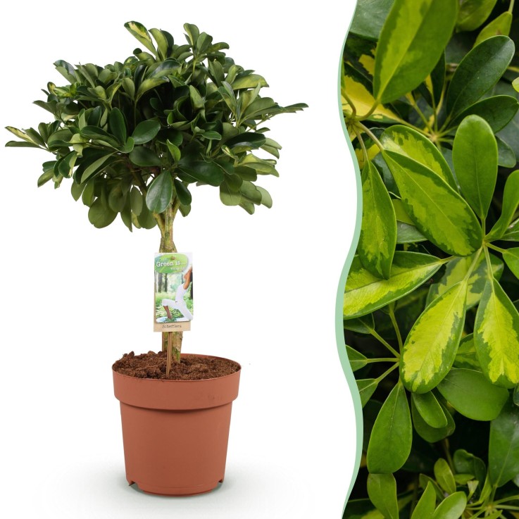 Schefflera Gold Capelle