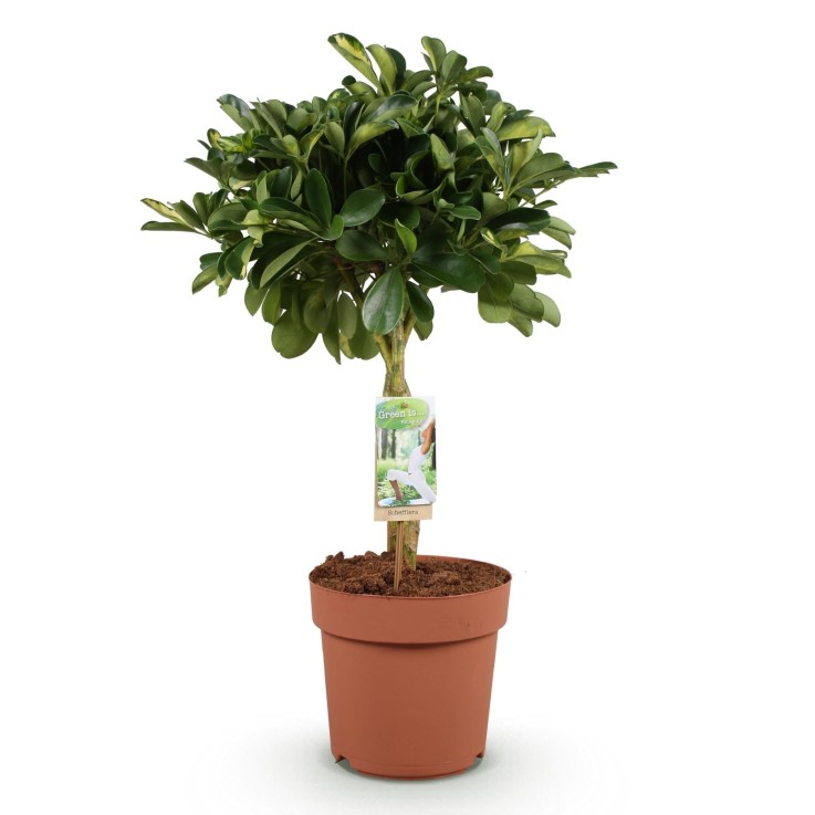 Schefflera Gold Capelle