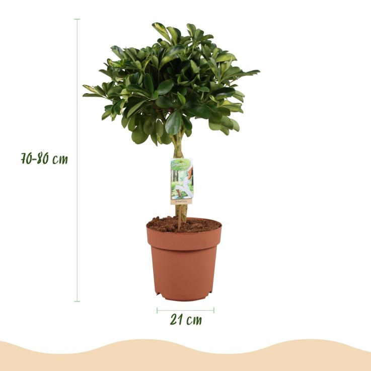 Schefflera Gold Capelle