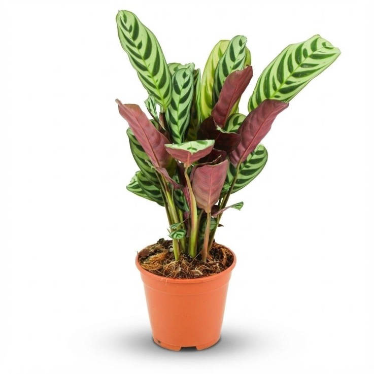 Ctenathe Burle-Marxii