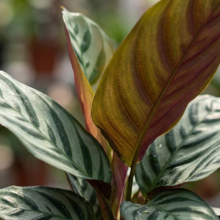 Ctenathe Burle-Marxii