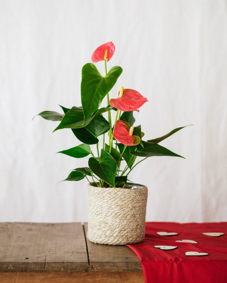 Anthurium Rouge