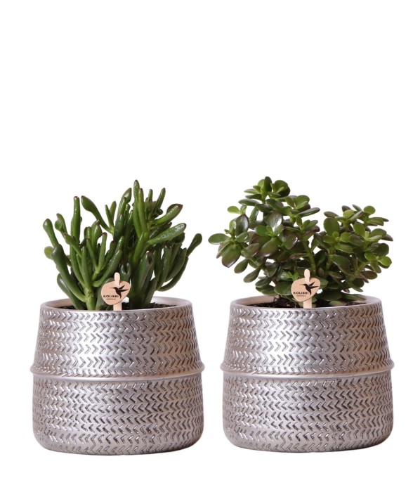 Duo de succulentes et leurs...